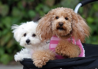 Illustration for article titled Cuteness Explosion: Welcome To The Asian International Dog Show